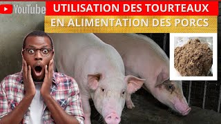 POURQUOI VOUS DEVEZ UTILISER LES TOURTEAUX EN ALIMENTATION DES PORCS [upl. by Samled]