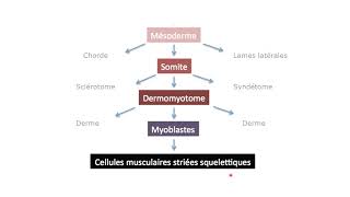 Du mésoderme aux cellules musculaires striées squelettiques [upl. by Roley]