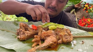 King chilly harvesting  eating tender chicken  harvesting organic vegetables [upl. by Yhtorod]