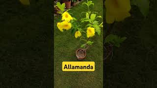 Allamanda allamanda PlantsWhisperer villagegarden gardenplants yellowflower [upl. by Nelrsa]