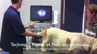 insemination intrautérine transcervicale guidée par vidéoscopie au CRECS [upl. by Araed]