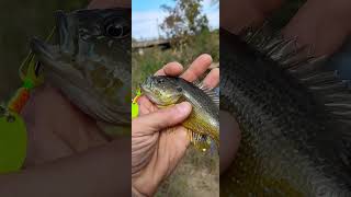 Sunfish In The Creek 1 of 4 [upl. by Hulton]