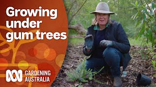 Grow a Garden Under Gum Trees  Gardening 101  Gardening Australia [upl. by Kone]