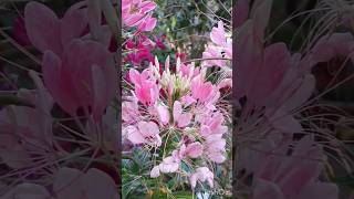 Spider flower Cleome Spinosa winter flower how to grow and care spider flowerCleome spinosa [upl. by Kahn375]