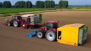 Knolselderij planten  Planting Celeriac  Case IH  Ferrari Growtech  Knollensellerie pflanzen [upl. by Egiap]