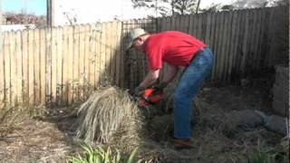 Pruning a Karl Foerster Grass to promote the best spring growth [upl. by Enilkcaj767]