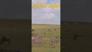 The Most Amazing African Safari in 4K [upl. by Radmen981]