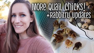 More Quail Chicks amp Rabbitry Updates [upl. by Adur51]