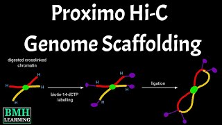 Proximo HiC Genome Scaffolding  Proximity Ligation for Genome Scaffolding  HiC Method [upl. by Thorndike]