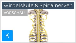 Wirbelsäule und Spinalnerven  Aufbau und Funktion Vorschau  Kenhub [upl. by Sille]