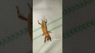 புள்ள பூச்சியா🧐 Mole Cricket🦗 தண்ணீ பிள்ளை பூச்சி villagelife nature kids story insect [upl. by Araet]