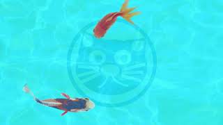 Video relajante de peces nadando para gatos 😸🐟 [upl. by Katalin]