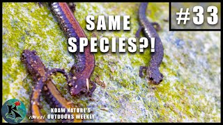 Polymorphism in the RedBacked Salamander Plethodon cinereus  KNOW 33 [upl. by Feldman]