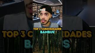 BAMBUS  TOP 3 CURIOSIDADES [upl. by Park826]