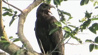 Strange calls of honeybuzzard  Loud bird sounds [upl. by Anikat]