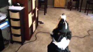 Australian Shepherd howling [upl. by Holly]