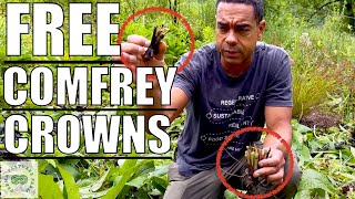 Comfrey Crown GIVEAWAY  How to Plant Comfrey Crowns [upl. by Enamrahs]