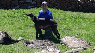 galgos vs avestruz 2024 heredera 10 meses [upl. by Ellertnom518]