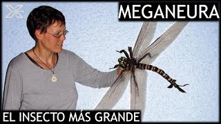 MEGANEURA el insecto más GRANDE que ha volado sobre la tierra [upl. by Jarus]