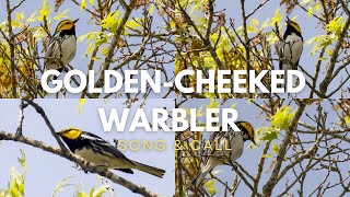 Golden cheeked Warbler  Song amp Call [upl. by Eerazed685]