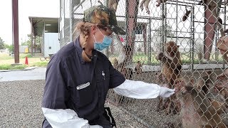 Positive Reinforcement Training with Rhesus Macaques Macaca mulatta at UC Davis CNPRC [upl. by Greenberg]