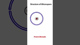 Microsporogenesis  Structure of Microspore [upl. by Lilac]