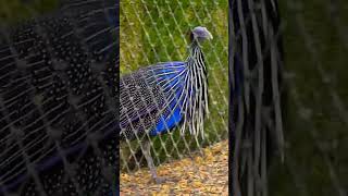 Vulturine Guineafowl of Planckendael ZOO Please subscribe thanks😀zooplanckendael mechelen [upl. by Dahsar]