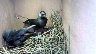 Jackdaws nest building 2011 [upl. by Oibirot]