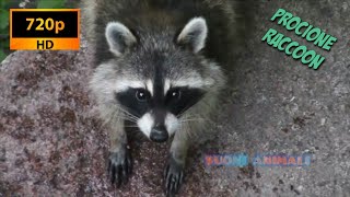 Il verso del procione  suoni animali procione orsetto lavatore raccoon [upl. by Htebarual]