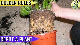 GOLDEN TIPS on REPOTTING PLANTS  When and How to Repot Plants [upl. by Largent919]