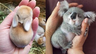 AWW Animals SOO Cute Cute baby animals Videos Compilation cute moment of the animals 10 [upl. by Letney]