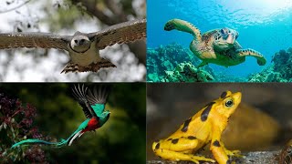 Las 6 especie en peligro de extinción en Panamá [upl. by Dorry]