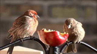 House Finch Haemorhous mexicanus Documentary in 1080p HD [upl. by Licec502]