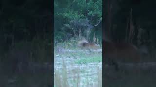 2 deer dropped seconds apart deerhunting deerseason [upl. by Schulman]