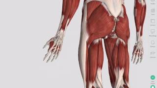 Skeletal Muscles  Complete Anatomy [upl. by Yngiram]