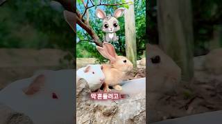 이 토끼는 상자 안에 갇혀 있어요😱 [upl. by Adlesirc]