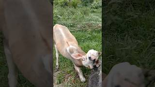 Sapi galak inject vitamin Bkompleks animals cow shorts viralvideo [upl. by Sesilu]