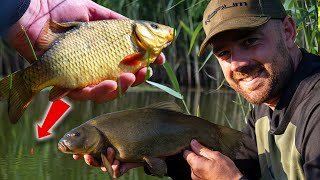 Fishing For CRUCIAN CARP amp TENCH  Traditional Float Fishing [upl. by Slavic]