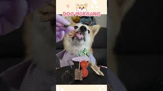 Dog Food Every Day 🐶 Ep17 cutedog mukbang asmr foodshorts relaxing [upl. by Edward]