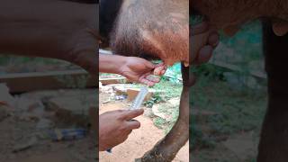 Intramammary injection in Cattle 💉🐄 shorts [upl. by Ashford]