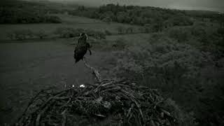 Bywyd Gwyllt Glaslyn Wildlife  Ffrwd Byw  Live Stream [upl. by Nilerual]