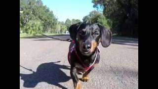 Crusoe the Dachshund Makes the Ladies Stop amp Stare [upl. by Allayne]