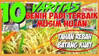 DAFTAR BENIH PADI TERBAIK TAHAN REBAH MUSIM HUJANLIST OF BEST RICE SEEDS RESISTANT TO RAIN SEASON [upl. by Lenrad681]