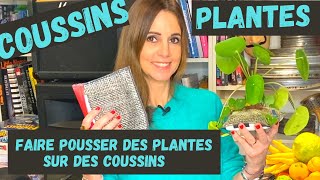 FAIRE POUSSER DES PLANTES SUR DES COUSSINS [upl. by Lashondra]