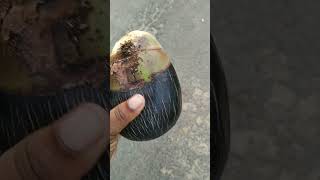 ताल फल 🍎 Tal fruit  ତାଳ ଫଳ  Ice apple  Odisha village life shortsviral shortvideo shorts [upl. by Shererd578]