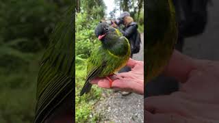 BIRDING COLOMBIA the stunning country of the birds  nature tours [upl. by Aerb]