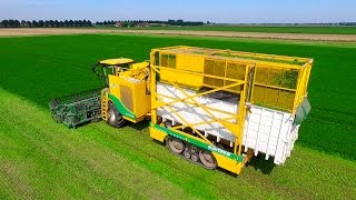 Parsley Harvesting  Ploeger MKC2TR container mower  Peterselie maaien loonbedrijf Maverko [upl. by Rabelais]