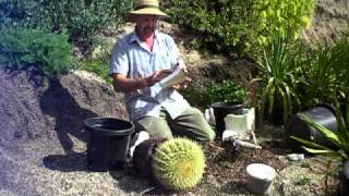 repotting a large barrel cactus safelyMOV [upl. by Nona]