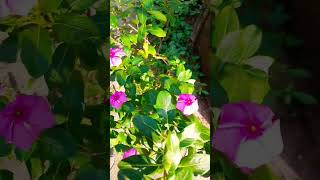 Sadapushpa  flower nature ytshorts yt new random trending shorts [upl. by Notwen269]