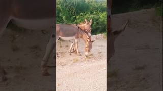 Pair of Donkey eating grass [upl. by Attelrahc]